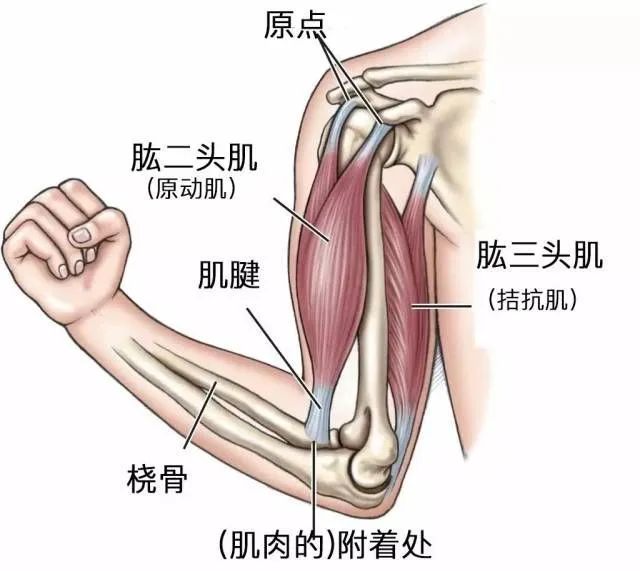 肱桡肌肌腱图片